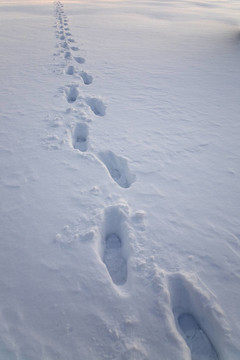 雪地里的腳印