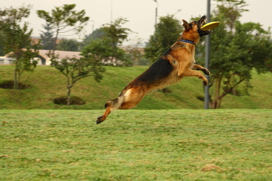 德國牧羊犬和飛盤