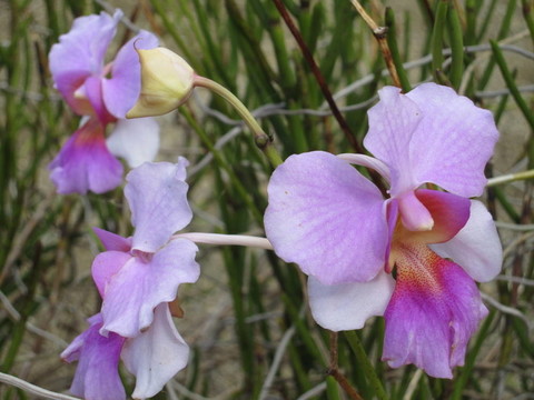 蘭花