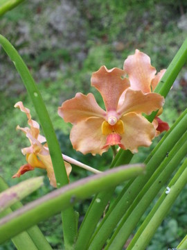 蘭花