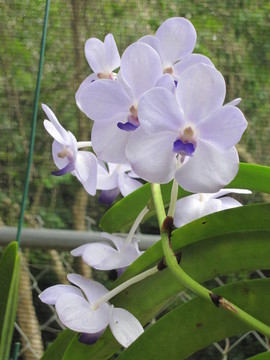 蘭花