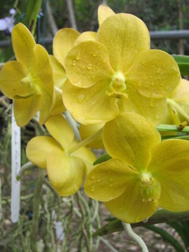 蘭花