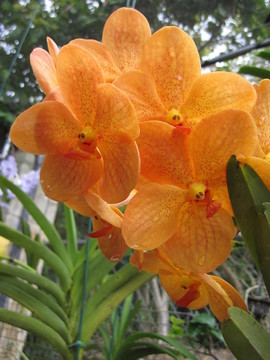蘭花