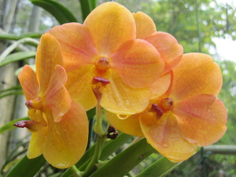 蘭花