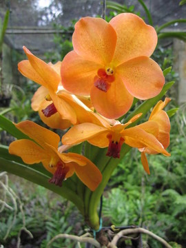 蘭花