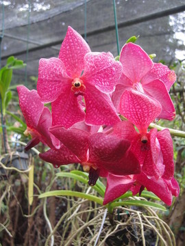 蘭花
