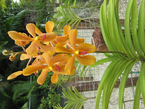 蘭花
