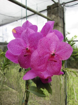 蘭花