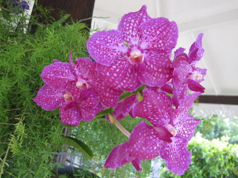 蘭花
