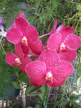 蘭花