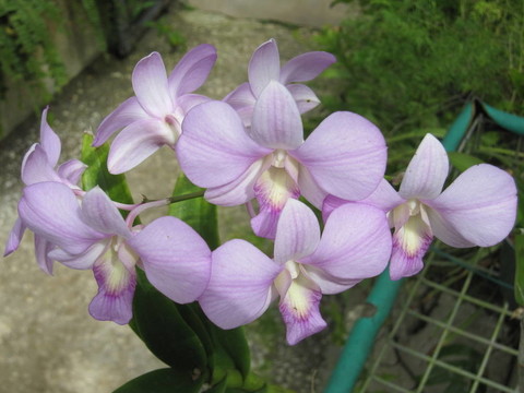 蘭花
