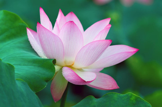 蓮花