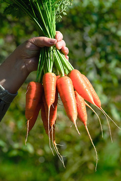 Carrot束