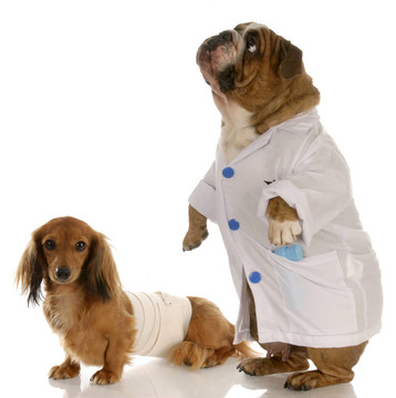 英國斗牛犬的醫(yī)生或獸醫(yī)受傷的臘腸