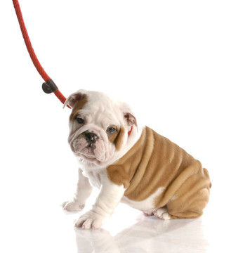 九周齡的英國(guó)斗牛犬在皮帶坐