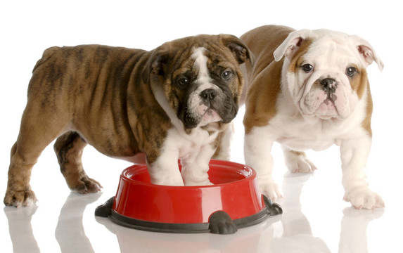 二九周齡的英國斗牛犬幼犬和一個紅色的狗食盤
