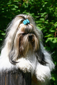 Shih Tzu