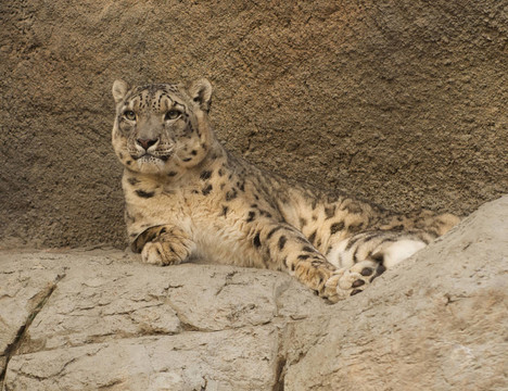大Snow Leopard望向遠方