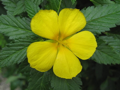 蘭花