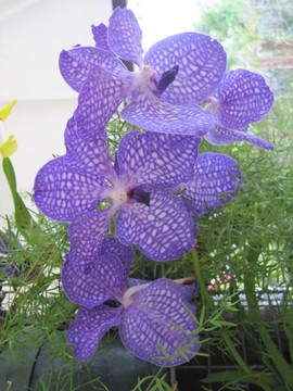 蘭花