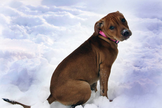 比特斗牛犬