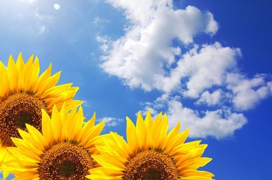 夏天的太陽(yáng)和分隔開(kāi)的