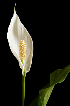 白鶴芋