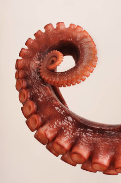 章魚tentacile