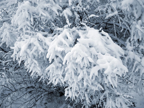 積雪