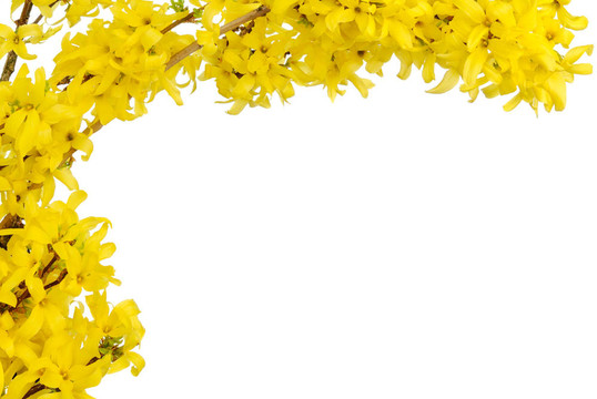 黃色春天開(kāi)花的邊界