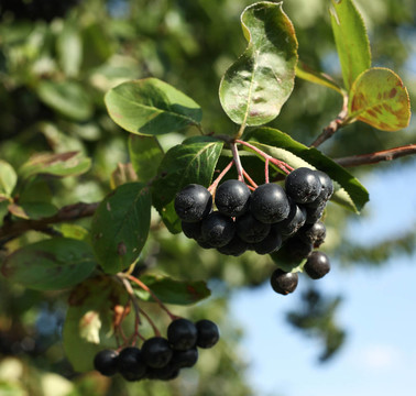 黑色的阿什貝利/黑色花楸/ Black chokeberry（Aronia melanocarpa）