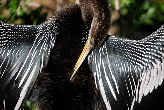 蛇鳥