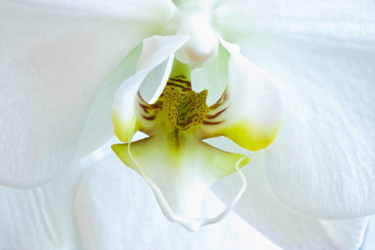 白花蝴蝶蘭，蝴蝶蘭