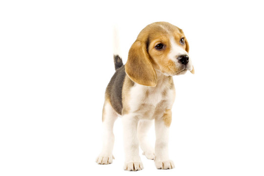 在白色的背景前的比格犬