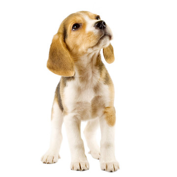 小獵犬