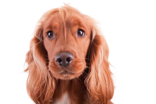 寶貝可卡犬