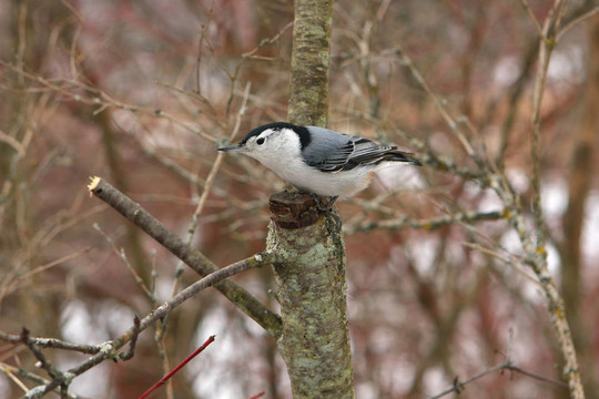 白胸鳾