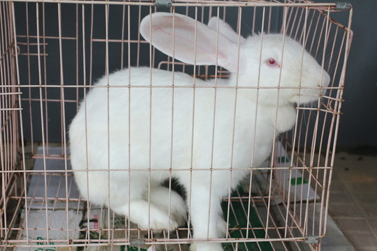 兔子