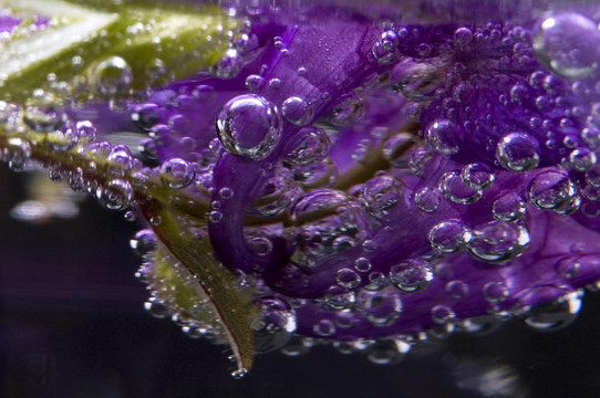 花；水；氣泡