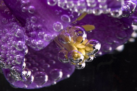 花；水；氣泡