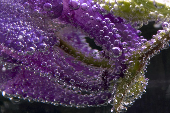 花；水；氣泡
