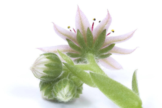 粉紅色的花。多汁的