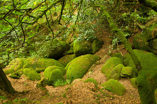 布列塔尼地區(qū)深林；法國(guó)