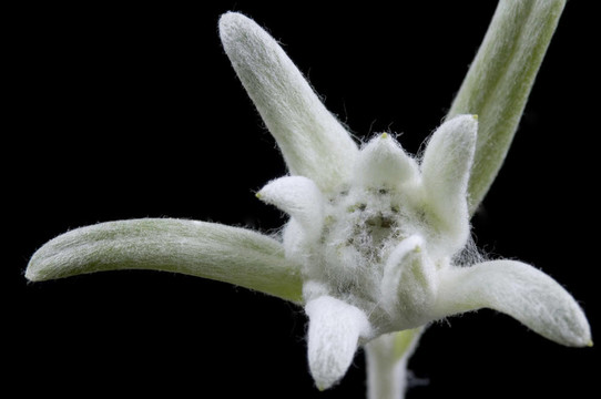 雪絨花