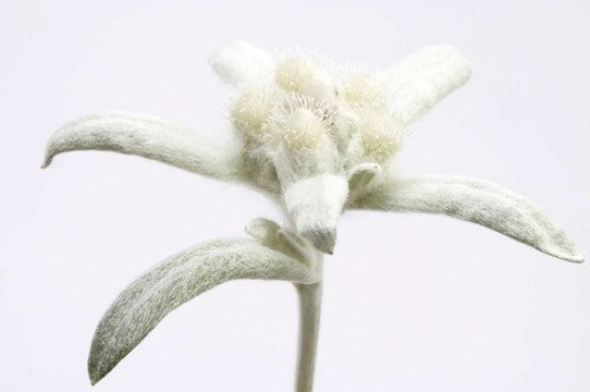 雪絨花