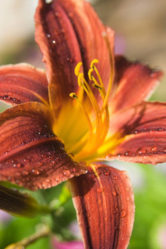 Brown lily與水滴