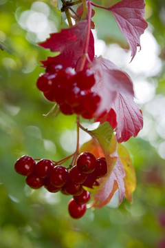 紅色莓果莢到布什了