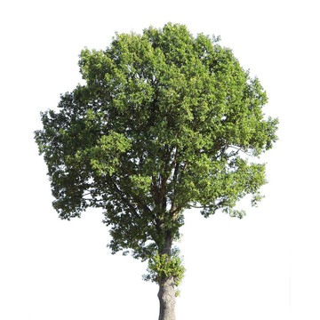 核桃樹(shù)