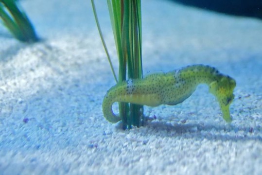 長吻海馬或細(xì)長的海馬（吻海馬）是一種在Syngnathidae家的魚。