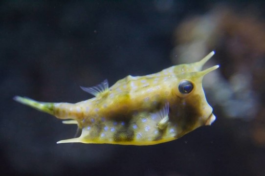 的牛角；Lactoria cornuta；從Ostraciidi家族的各種盒子魚；以其長長的角從它的